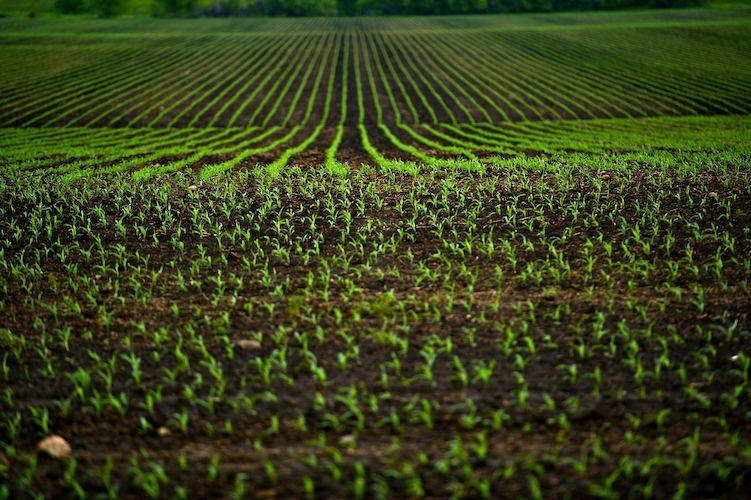 Promoting a new agricultural technology in East Africa