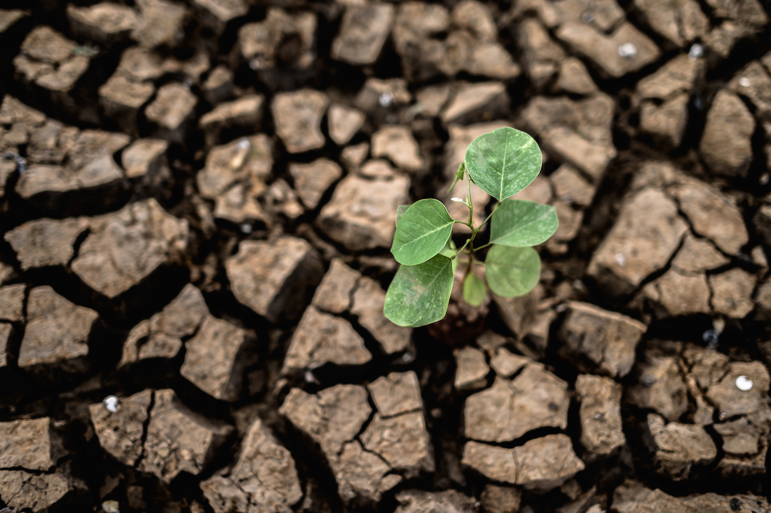 Capacity Strengthening in Least Developed Countries (LDCs) for Adaptation to Climate Change (CLACC)